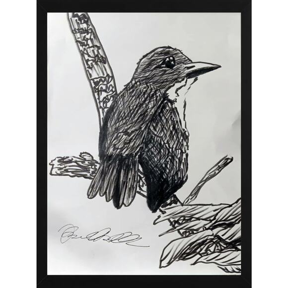 White Breasted Thrasher Bird St Lucia Endangered 9x12 Inch Original Ink Drawing - Picture 1 of 3